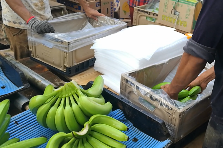 Blog perusahaan terbaru tentang Bagaimana Keranjang Plastik Lipat Mengurangi Kerusakan Pisang dan Meningkatkan Efisiensi Rantai Pasokan?