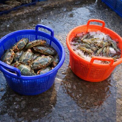 Beli Industri Plastik Keranjang Udang Untuk Ekuador Industri Udang OEM Produsen pembuatan online